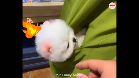 Funniest Animals | Funny Dog And Cat | Funny Animals Video
