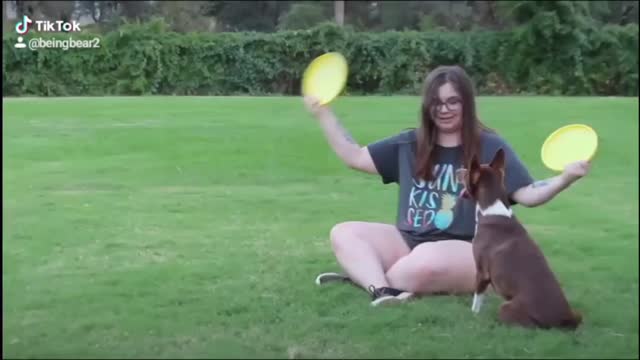 Disc tricks with Bear