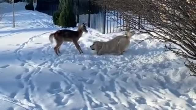 Excited pup really wants to play with friendly deer