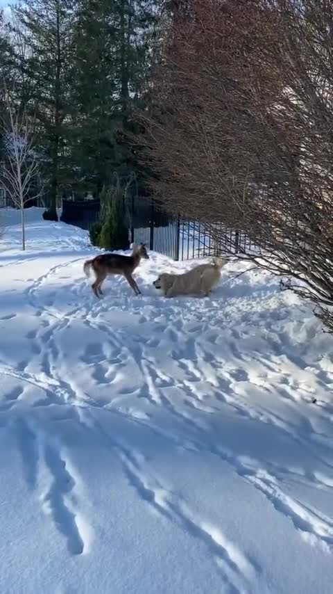 Excited pup really wants to play with friendly deer