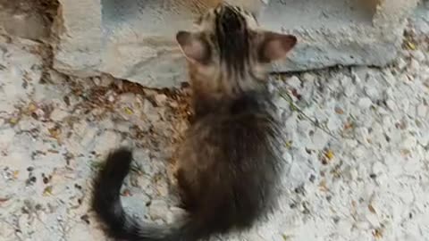 Cat to cat fighting 🤜👊🤛