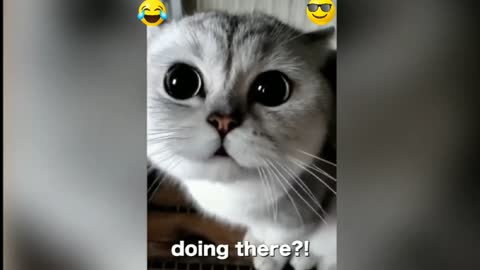 This cat speak to English funny videos