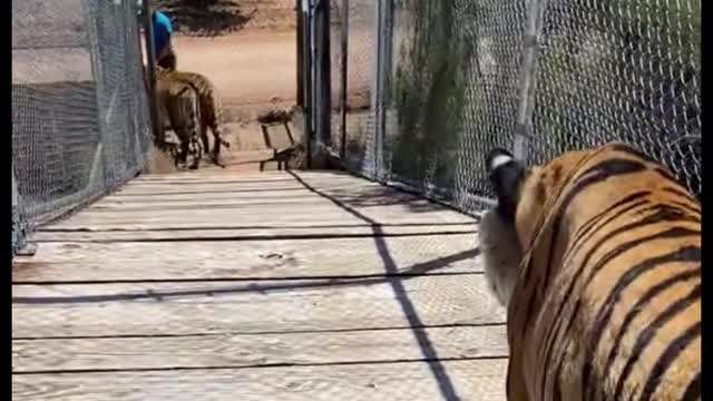 Do tigers always walk like this?