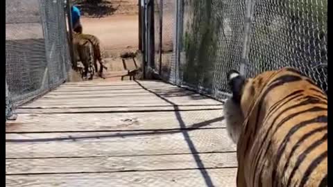 Do tigers always walk like this?