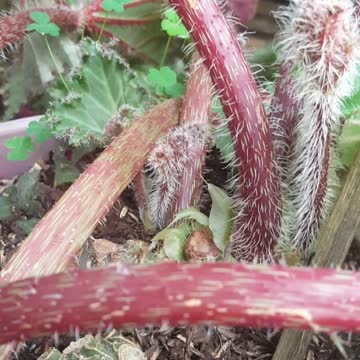 This is my flower where your flower