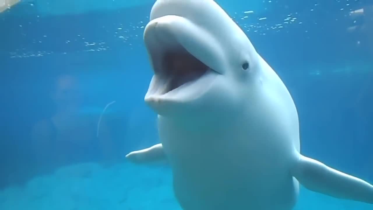 Funny beluga whale and little girl