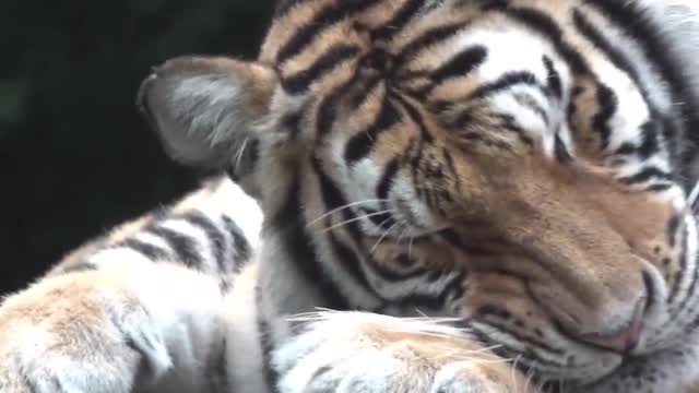 A shy tiger.