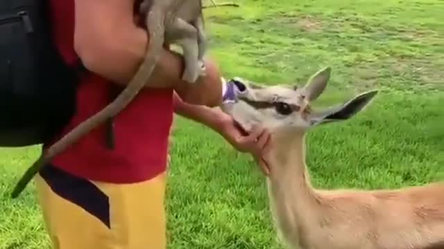 Deer drinking milk