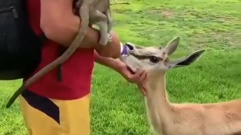 Deer drinking milk