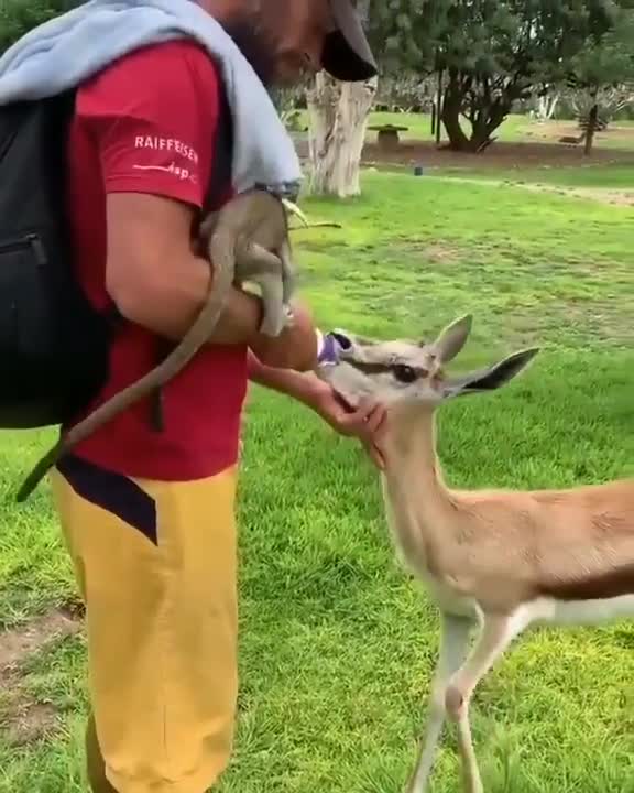Deer drinking milk