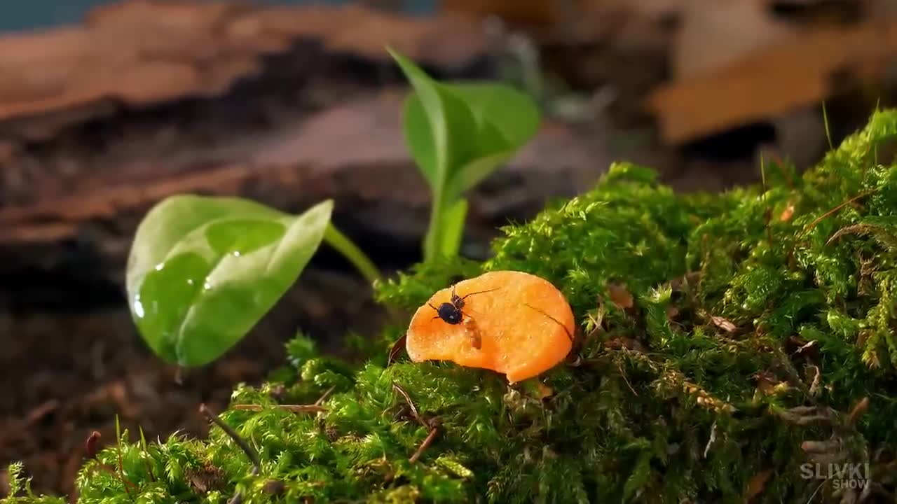 TERRARIUM WITH ISOPODS