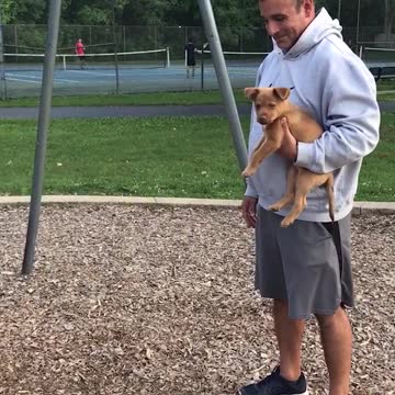 Heroic Puppy Helps Dad Push Baby On Swing