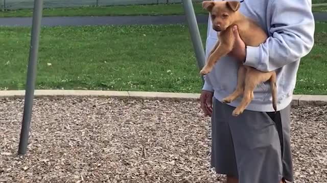 Heroic Puppy Helps Dad Push Baby On Swing