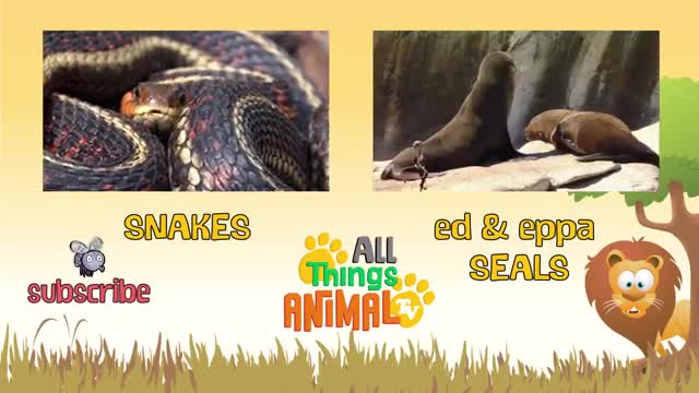 GORILLA Cartoons for Kids l Animals For Kids