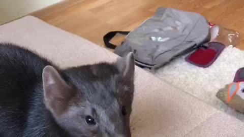 Rescued sable adorable eating the dried raisins