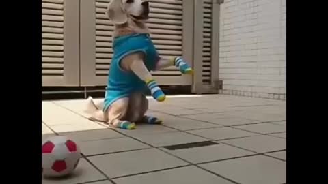 Funny dog play with balls