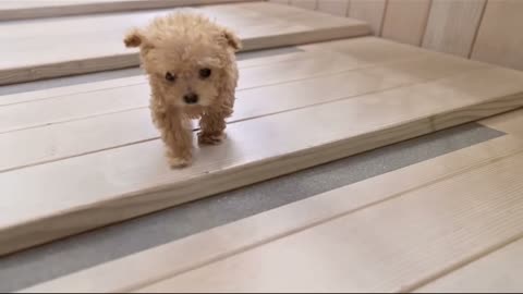 Cutest puppy ever seen
