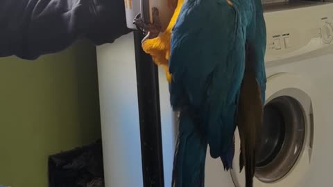 Cute parrot trying to beat morning blues with a cup of tea