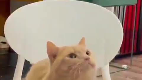 1 minutes 15 second funny video
