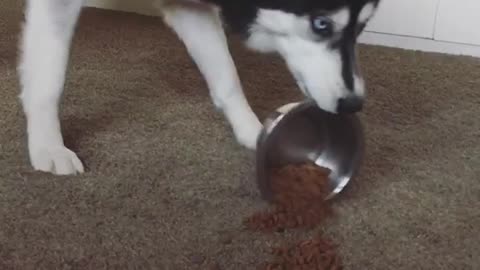 Husky drags bowl of food