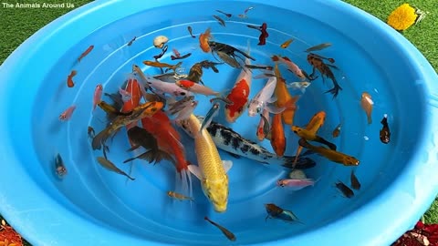 Fish video