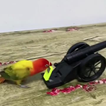 Intelligent Parrot | Birds