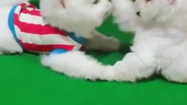 Cute puppies