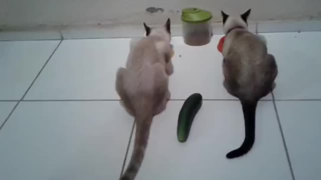 Gatos levam susto com pepino