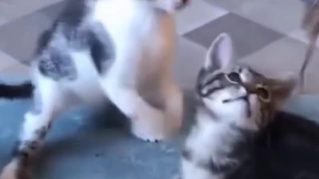 FUnny little Kittens Playing with Kittens