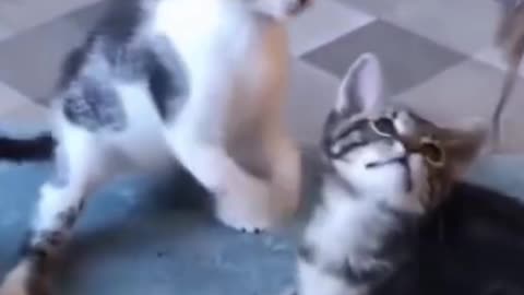 FUnny little Kittens Playing with Kittens