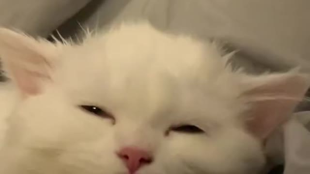 A cat with a face of enjoyment