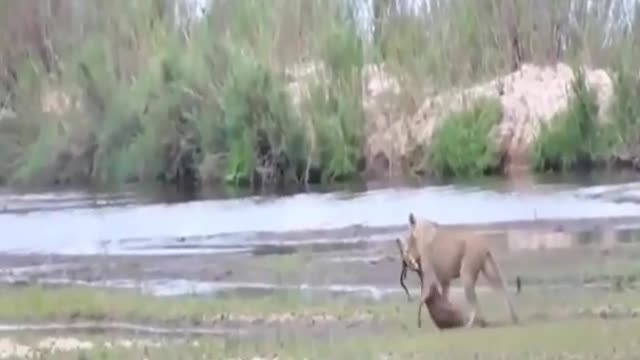 Lion_successful_attacks_هجمات_ناجحة_للأسد_للأسد