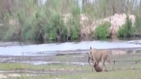 Lion_successful_attacks_هجمات_ناجحة_للأسد_للأسد