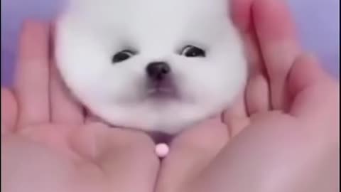 Watch This Cute Little Fluffy Baby Dog - Cute and Funny Puppy Dogs