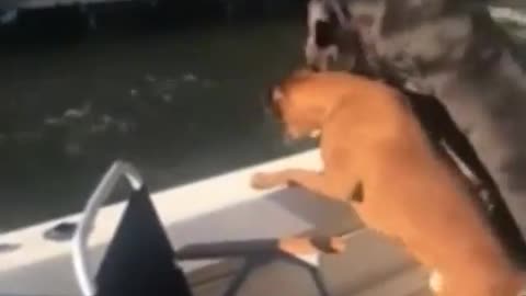 Dog in water