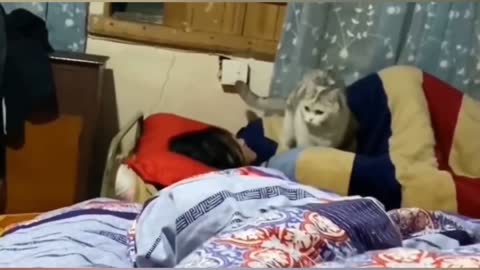 Angry cats reaction !!!!!!!! must see bwahahah so funny