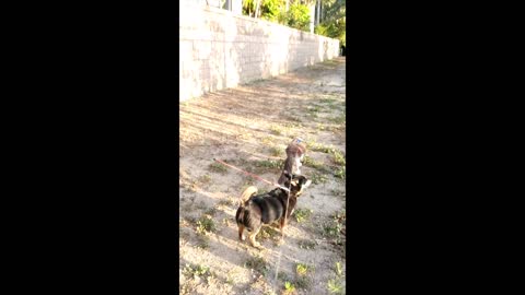 Gretta and Fledermaus Heading Home from an Evening Walk on the Horse Trail