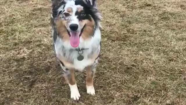 Blue heeler misses tennis ball jump in green windy field