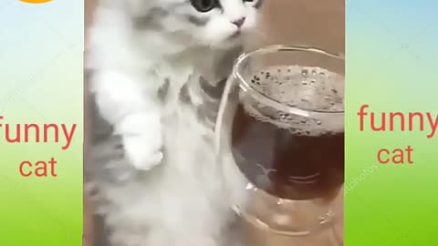 So Funny cat video