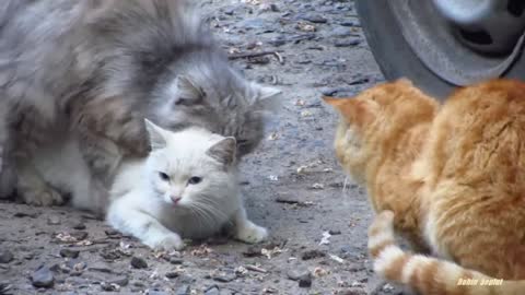 Cats Mating on my couch, very loud!