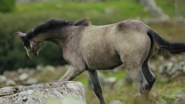 Cute Foal Running.