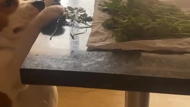 Cute dog eating greens vegetable soon