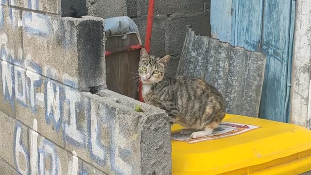 Is this cat cute?