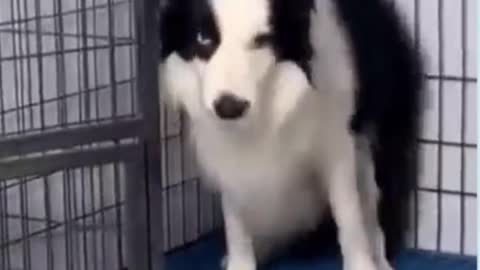 Scary Funny dog