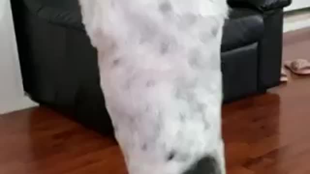 REACTION VIDEO. Dancing puppy for treats