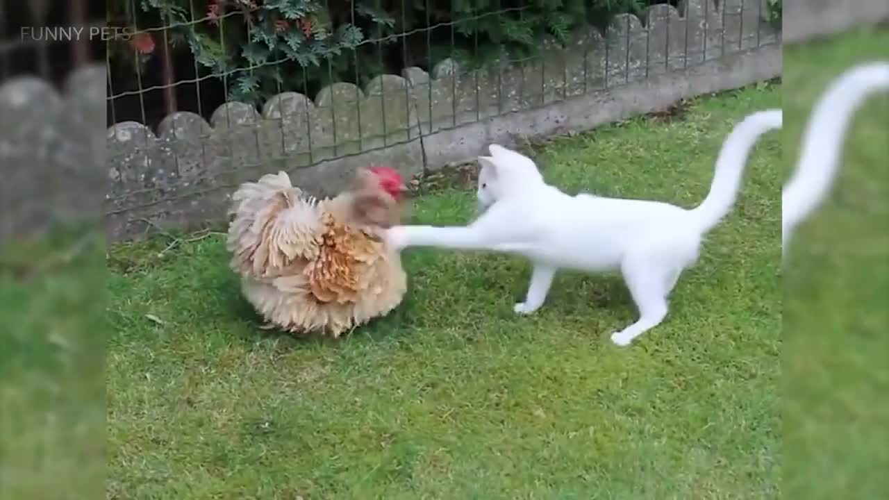 Cute cat freaked out by outdated velociraptor.