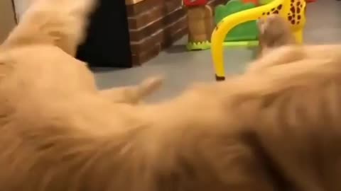 You'd go crazy like this dog if you had that many children