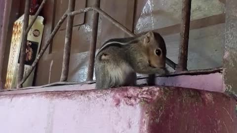 My lovely Squirrel