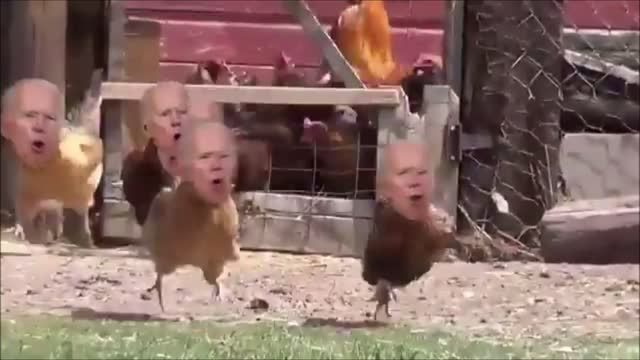 BREAKING : Joe Biden Flock Of Sheep Supporters .. Well Chicken Supporters !! TNTV