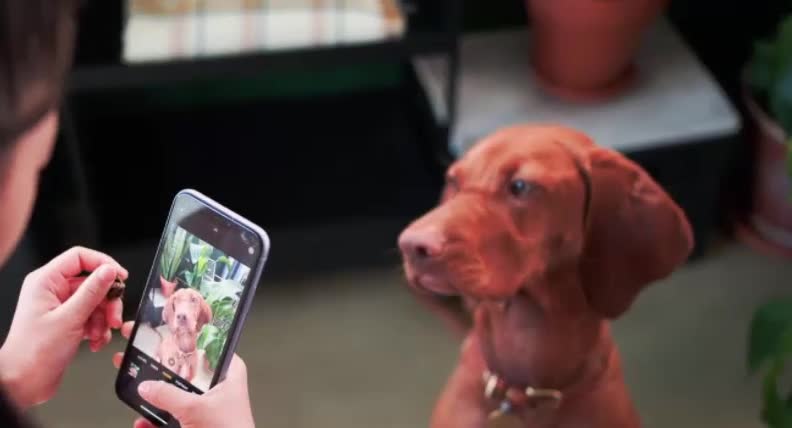 LINDO CACHORRO FAZENDO SELFIE